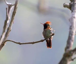Picture 5 - Male Tufted Coquette, Asa Wright Nature Center, Trinidad.